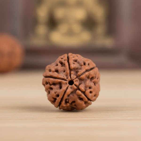 5 Mukhi Rudraksha