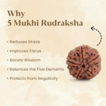 5 Mukhi Rudraksha (Nepal Origin) – Certified Natural & Authentic Bead - Image 3