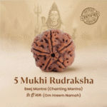 5 Mukhi Rudraksha (Nepal Origin) – Certified Natural & Authentic Bead - Image 2